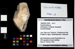 Foto (Objekt + Etikett) von Goniodromites sp.  (NHMW-GEO-1990-0041-3240)